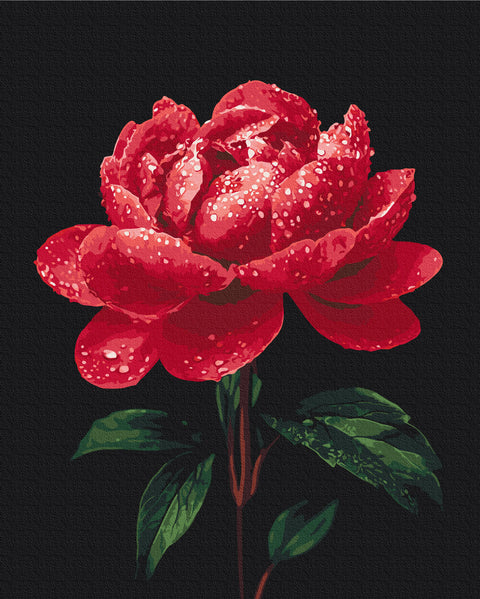 Malování podle čísel Pivoňky v záři rosy (BS54148)