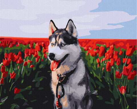 Malování podle čísel Husky v tulipánovém poli (BS30983)