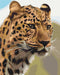 Malování podle čísel Skvrnitý leopard (BS52449)