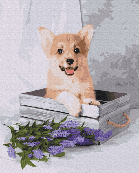 Malování podle čísel Hravý corgi (BS52653)