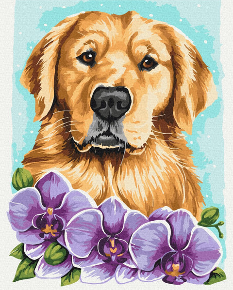 Malování podle čísel Zlatý retrívr © Anna Kulyk (BS53583)