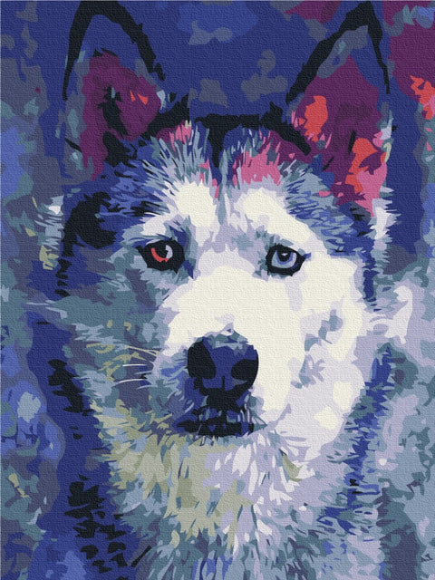 Malování podle čísel Vzhled huskyho (RBS51460)
